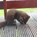 Pinemarten on chalet balcony